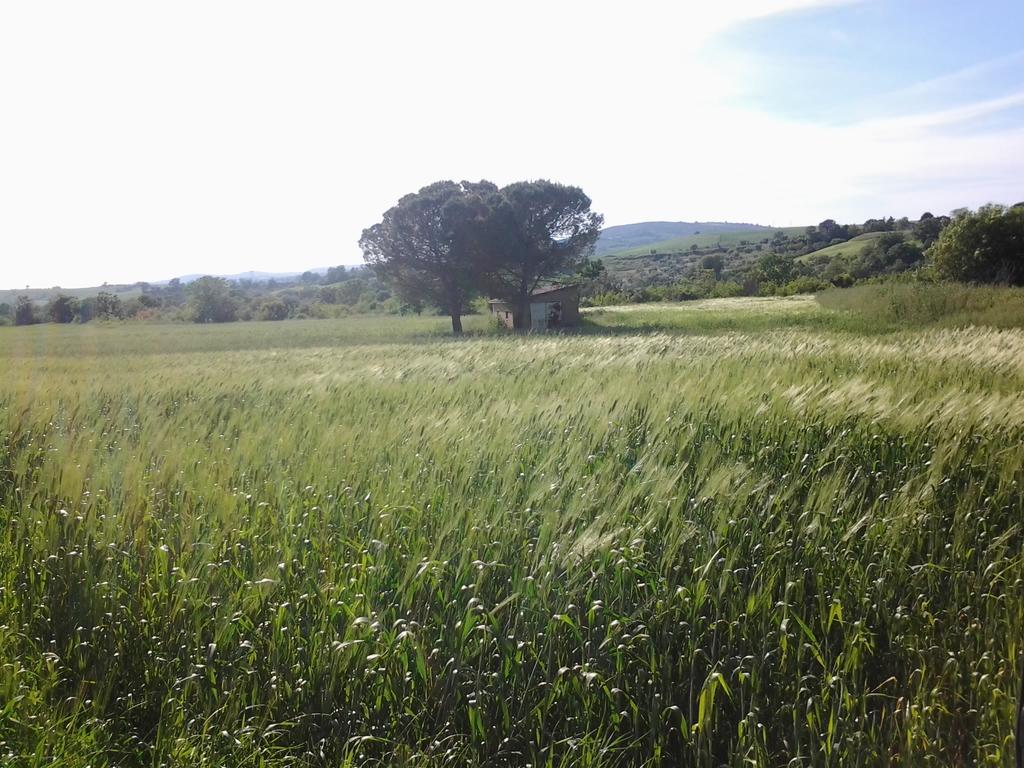 Bio Agriturismo Il Torrione Saturnia Buitenkant foto